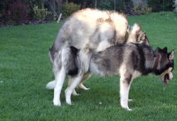 动物交配的视频,揭秘奇妙的交配瞬间